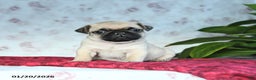 Pug dogs for sale: Teddy - Ad 3