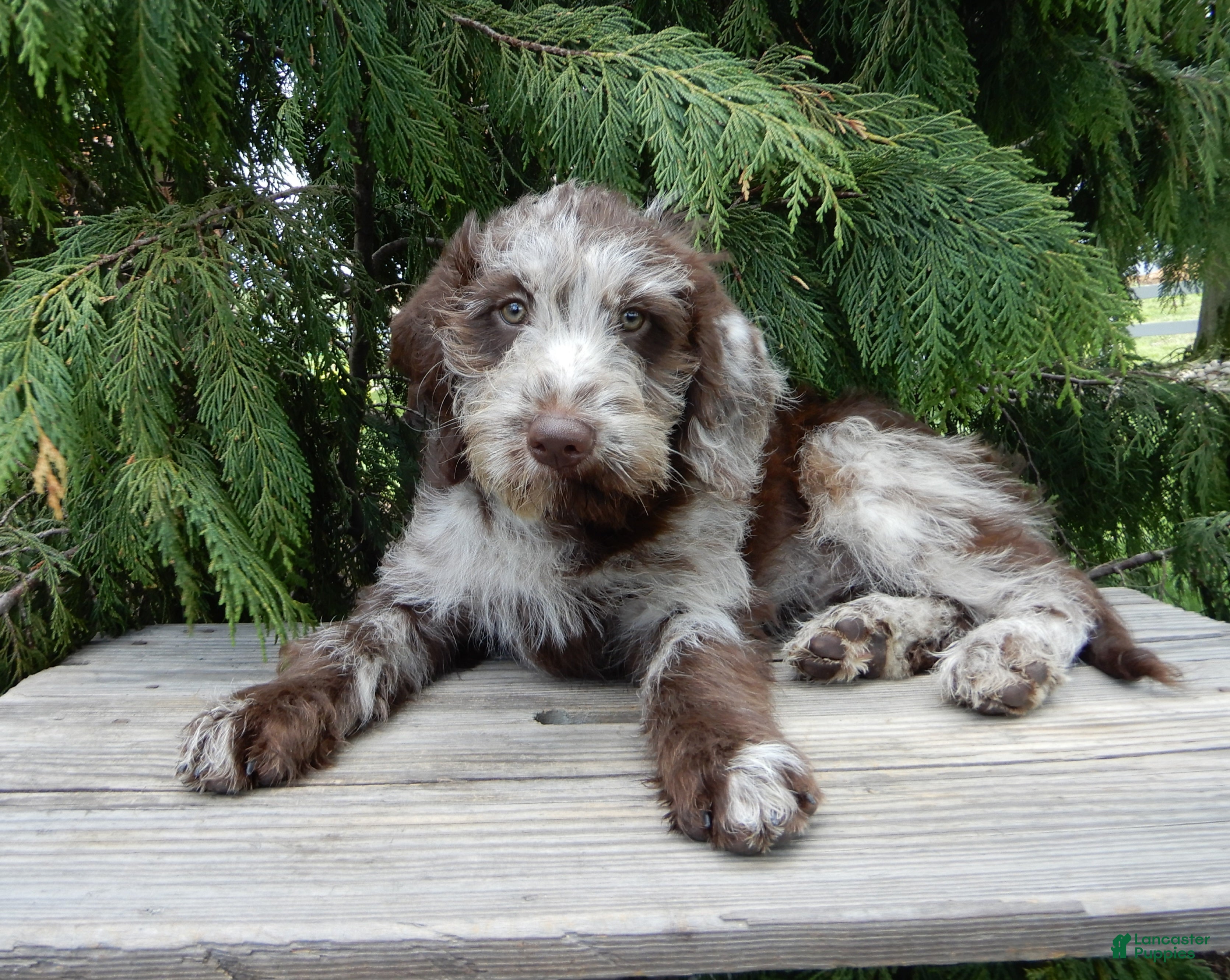 Labradoodle dogs Sweetie - Ad 20