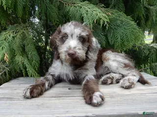 Labradoodle dogs Sweetie - Ad 20