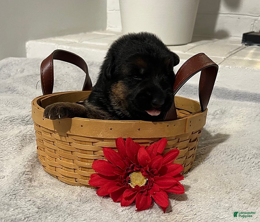 German Shepherd dogs Raven - Ad 7