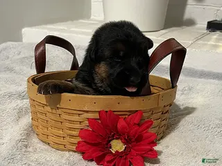 German Shepherd dogs Raven - Ad 7