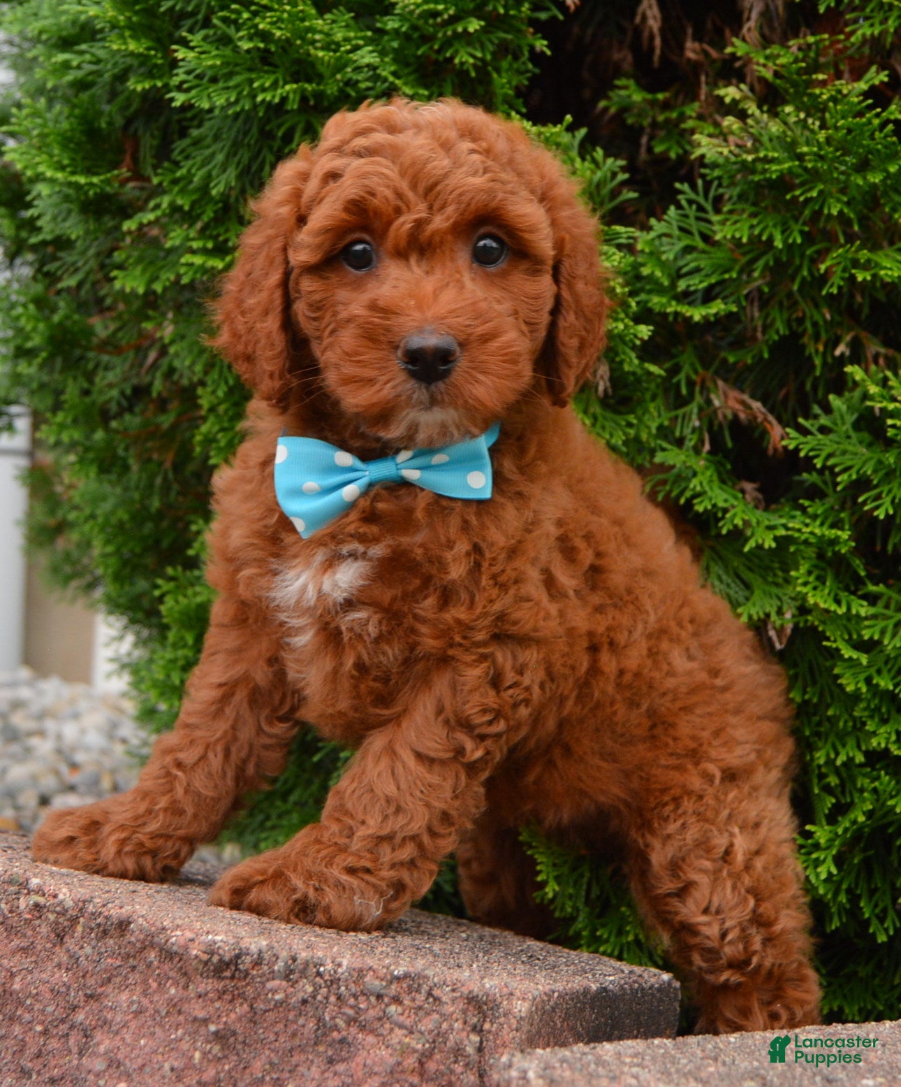 Cockapoo dogs for sale: Kenya - Ad 1