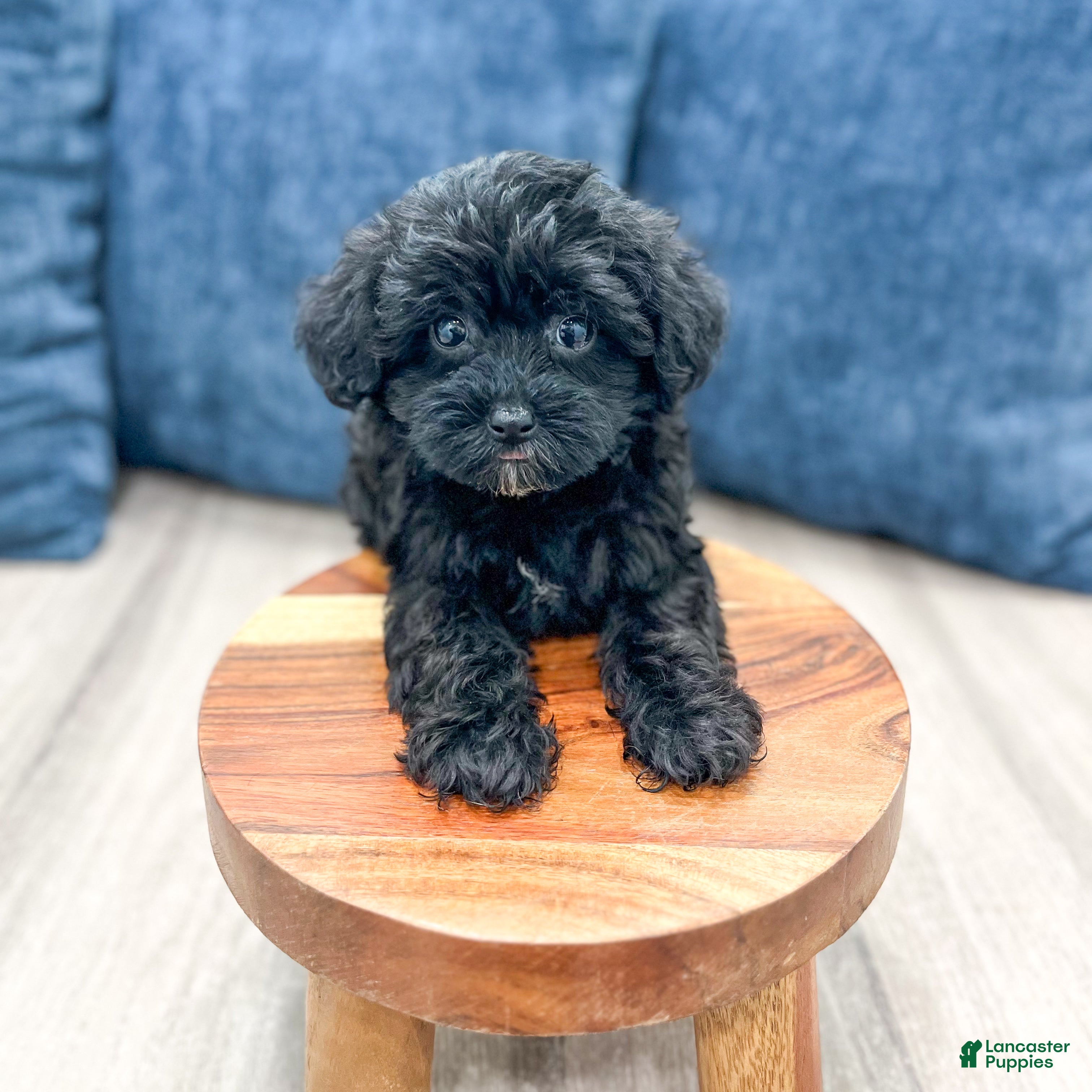 Yorkiepoo dogs for sale: Jenny - Ad 4