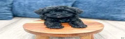 Yorkiepoo dogs for sale: Jenny - Ad 1