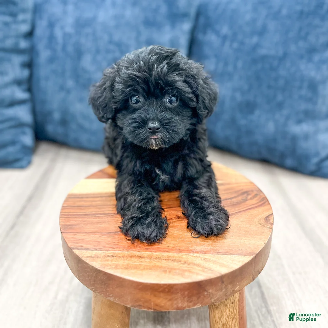 Yorkiepoo dogs for sale: Jenny - Ad 1