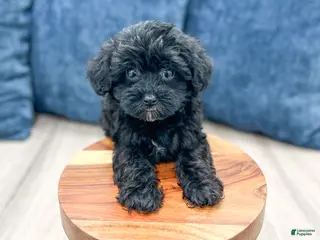 Yorkiepoo dogs for sale: Jenny - Ad 4