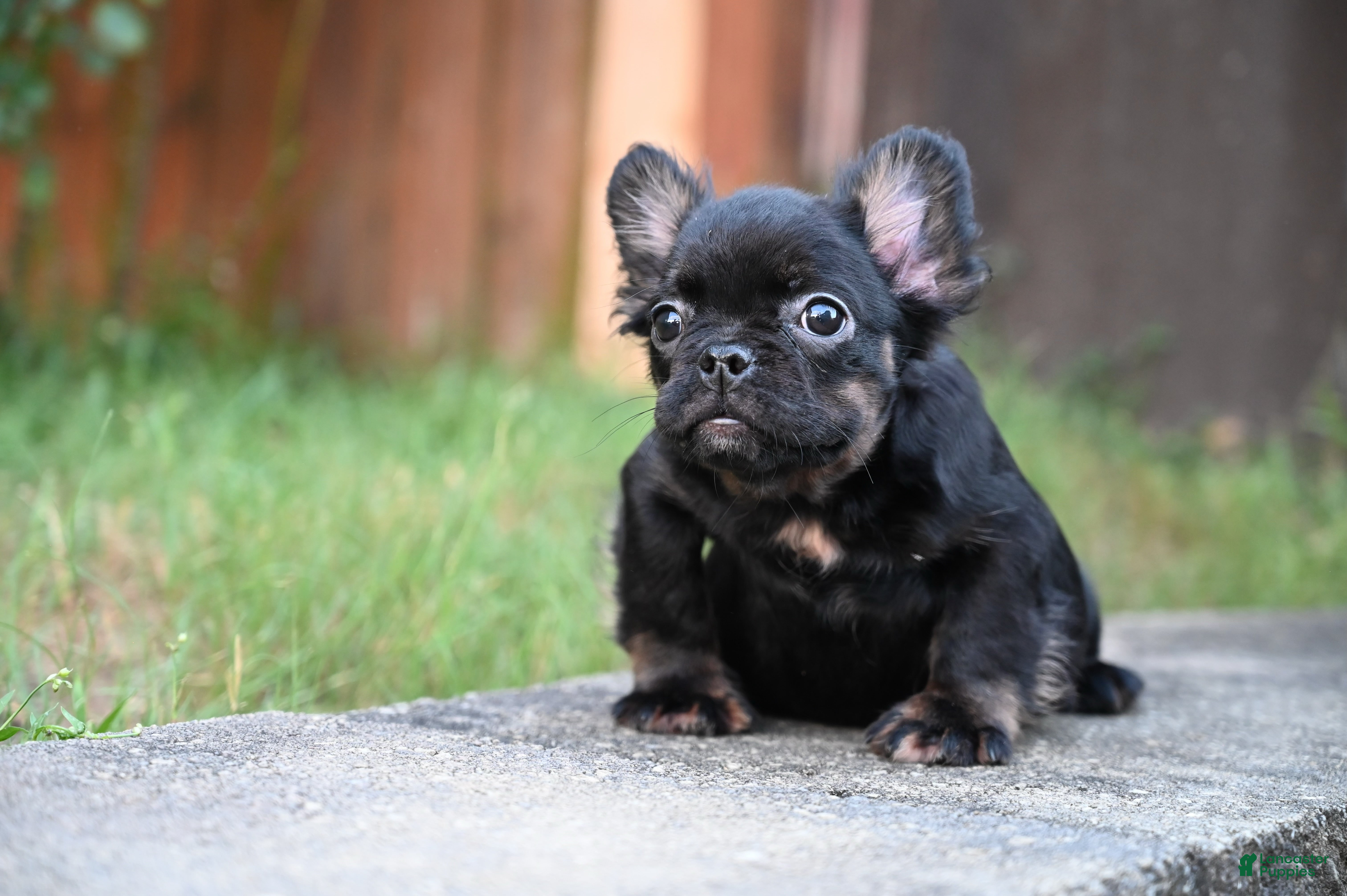 French Bulldog dogs French Bulldog 3 - Ad 1
