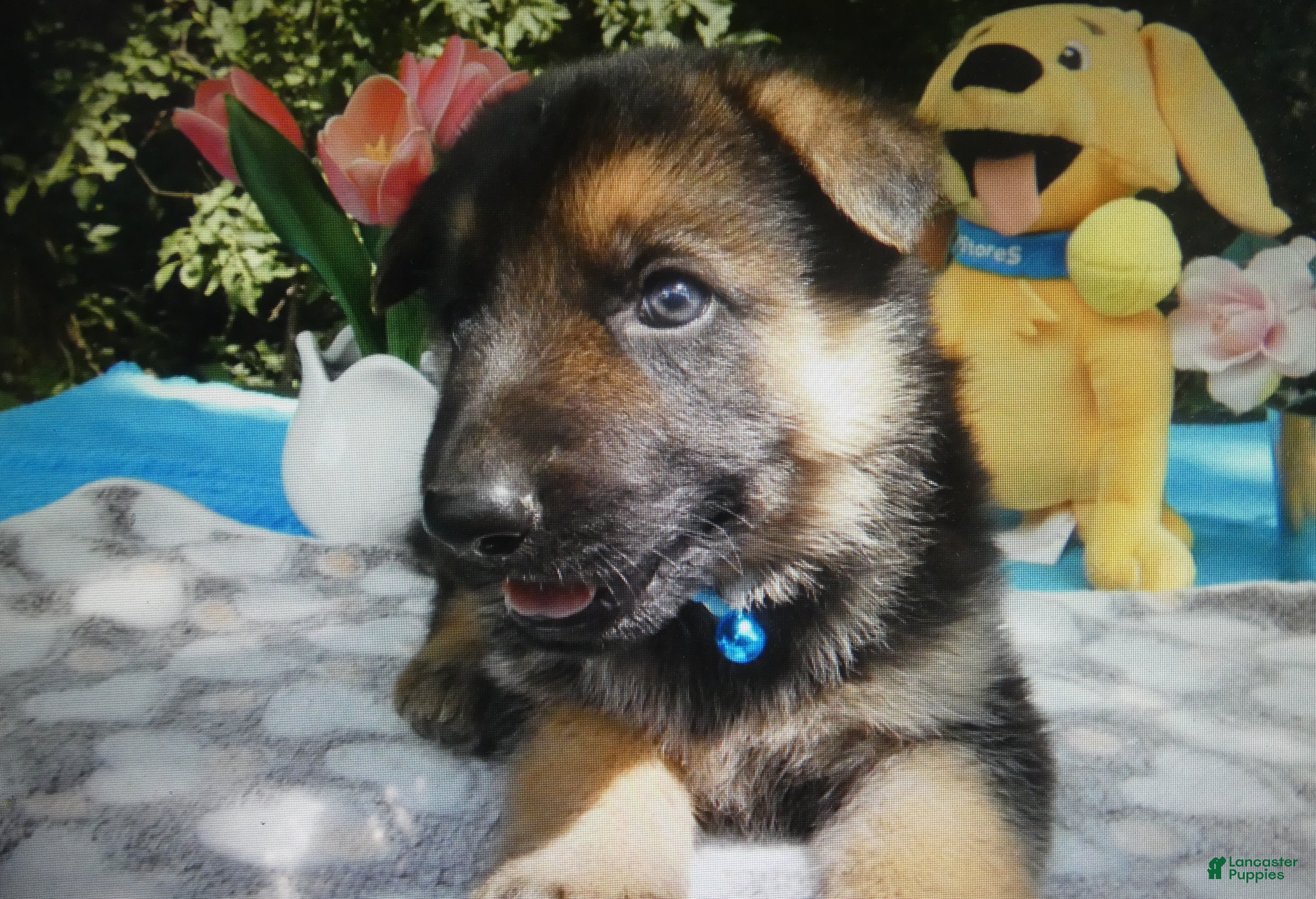German Shepherd dogs German Shepherd 2 Sparky - Ad 11
