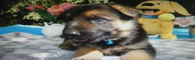 German Shepherd 2 Sparky