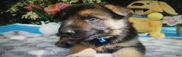 German Shepherd dogs for sale: German Shepherd 2 Sparky - Ad 1