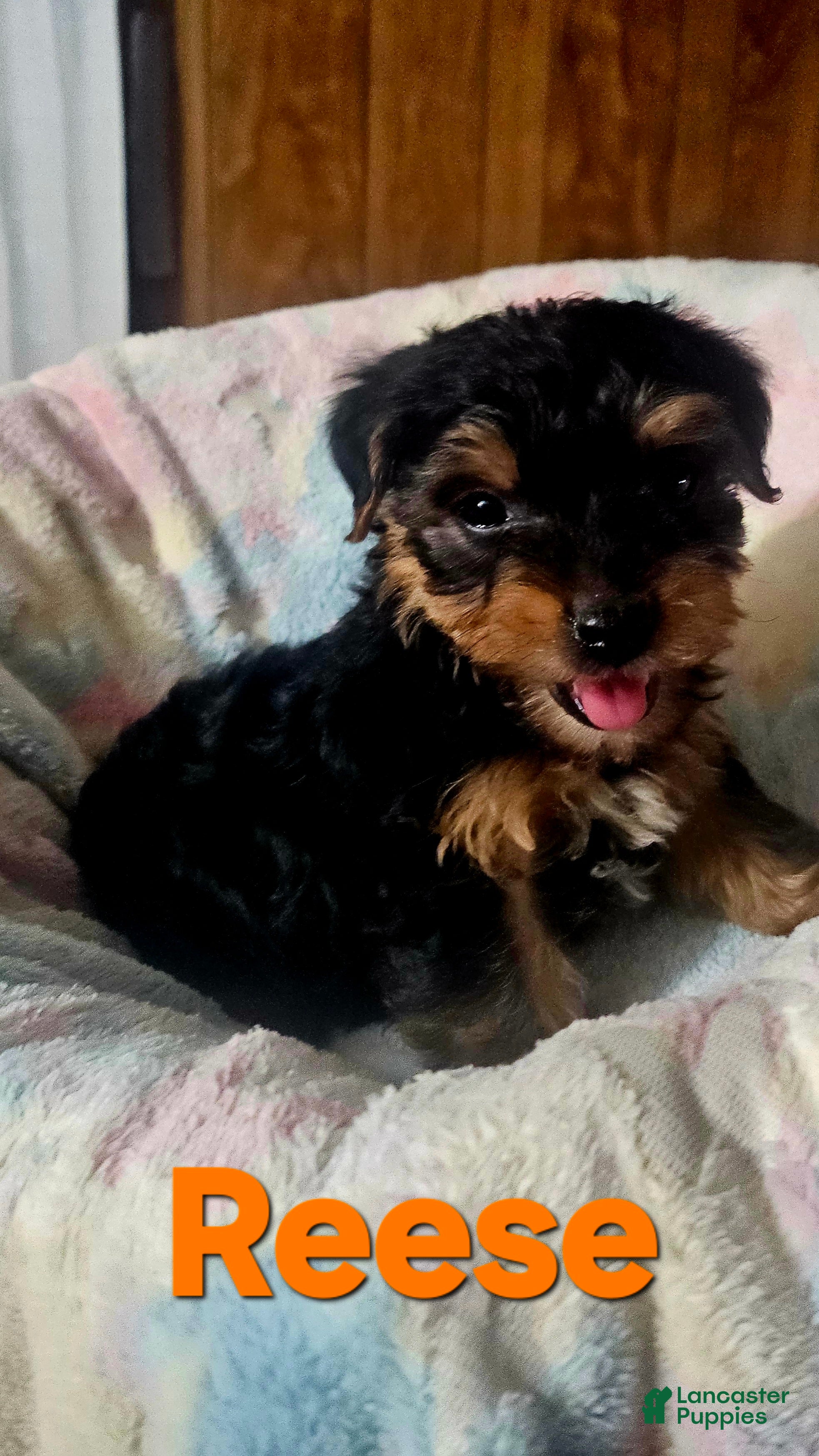 Yorkshire Terrier dogs Reese - Ad 2
