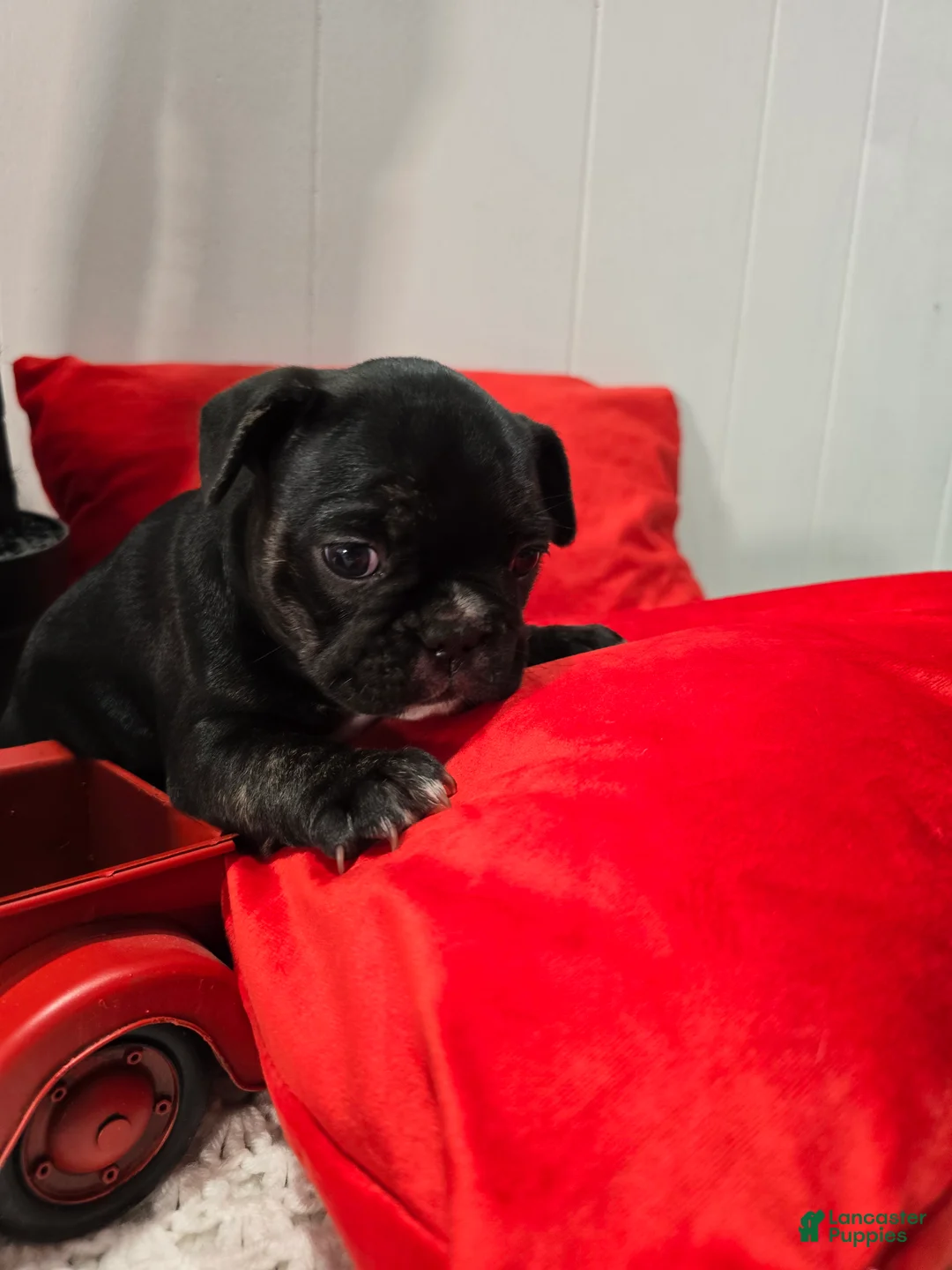 French Bulldog dogs for sale: Soffi - Ad 1