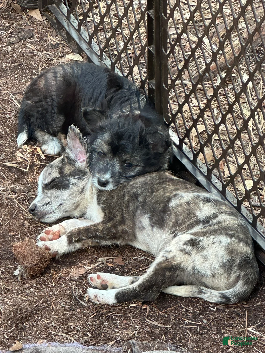 Mixed Breed dogs for sale: Mixed Breed Puppy 2 - Ad 17