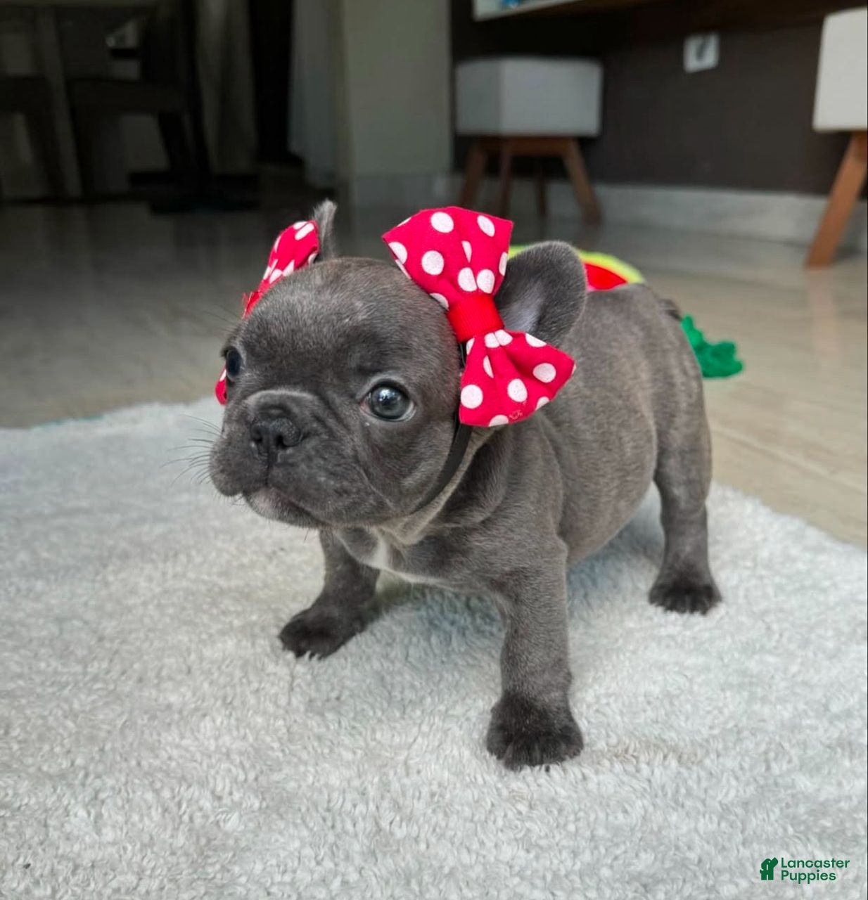 French Bulldog dogs Kayla - Ad 17