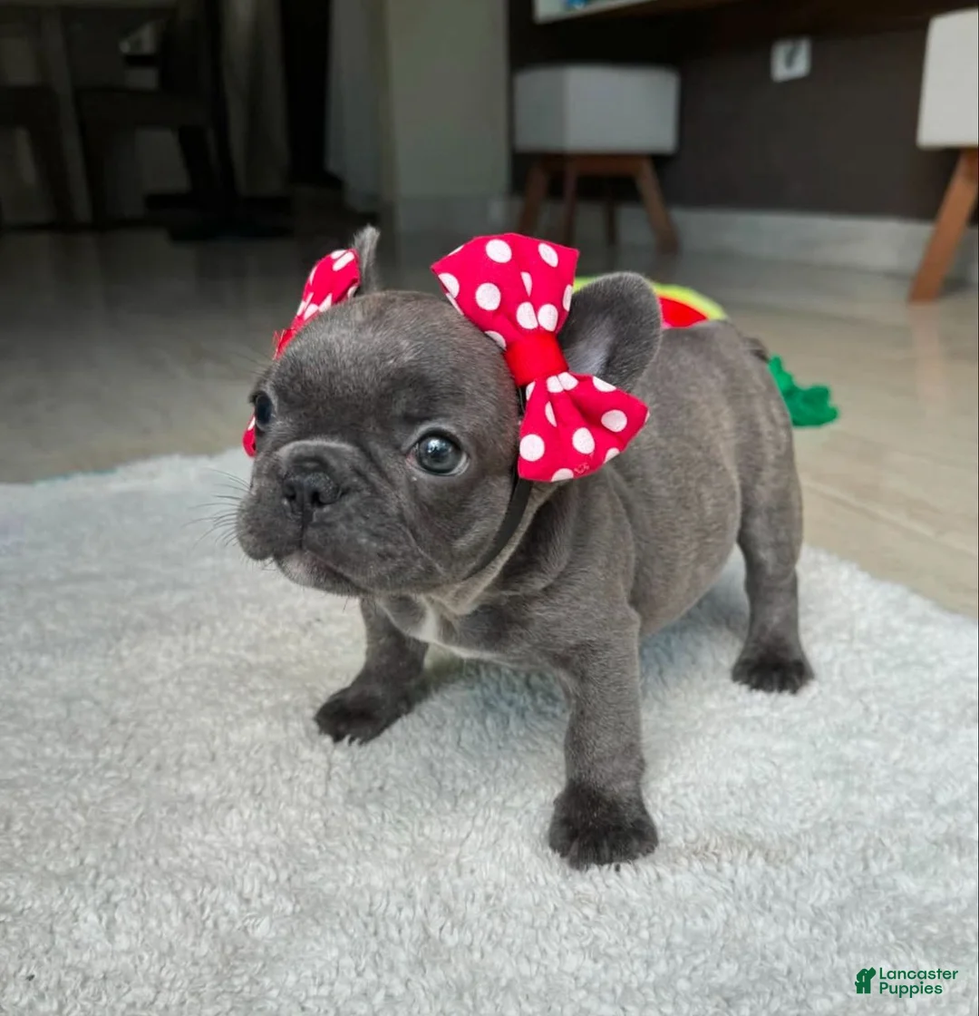 French Bulldog dogs for sale: Kayla - Ad 1