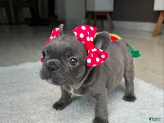 French Bulldog dogs Kayla - Ad 17
