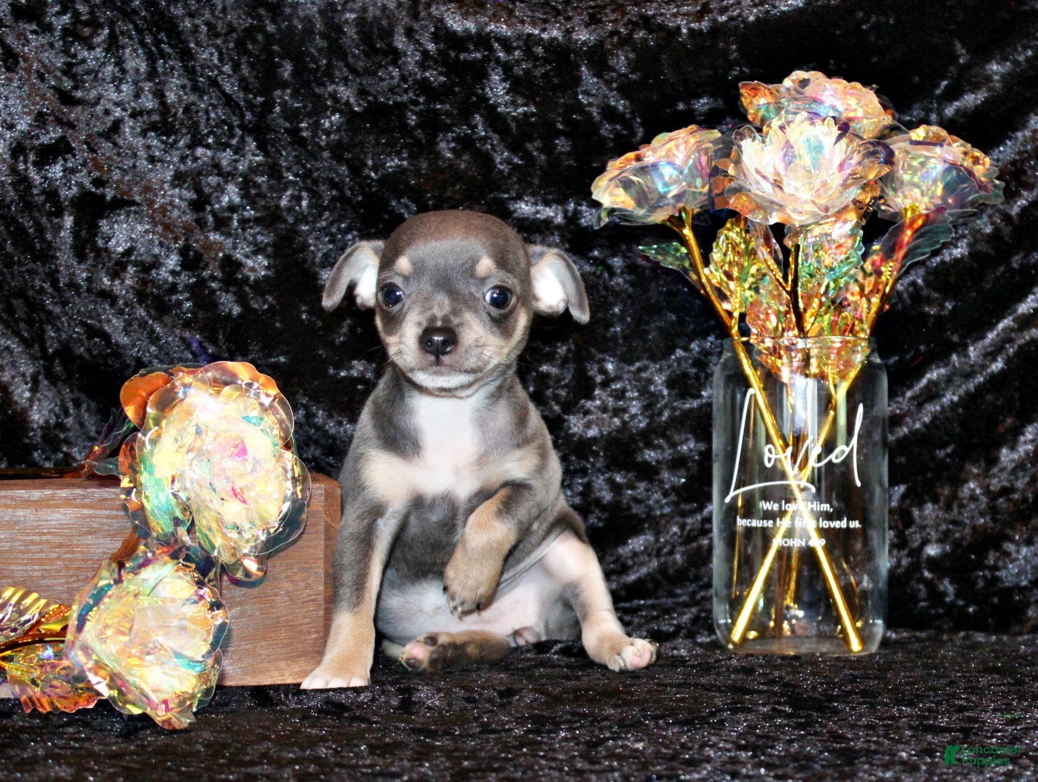 Chihuahua dogs Ysabella - Ad 1