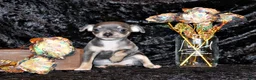 Chihuahua dogs for sale: Ysabella - Ad 1