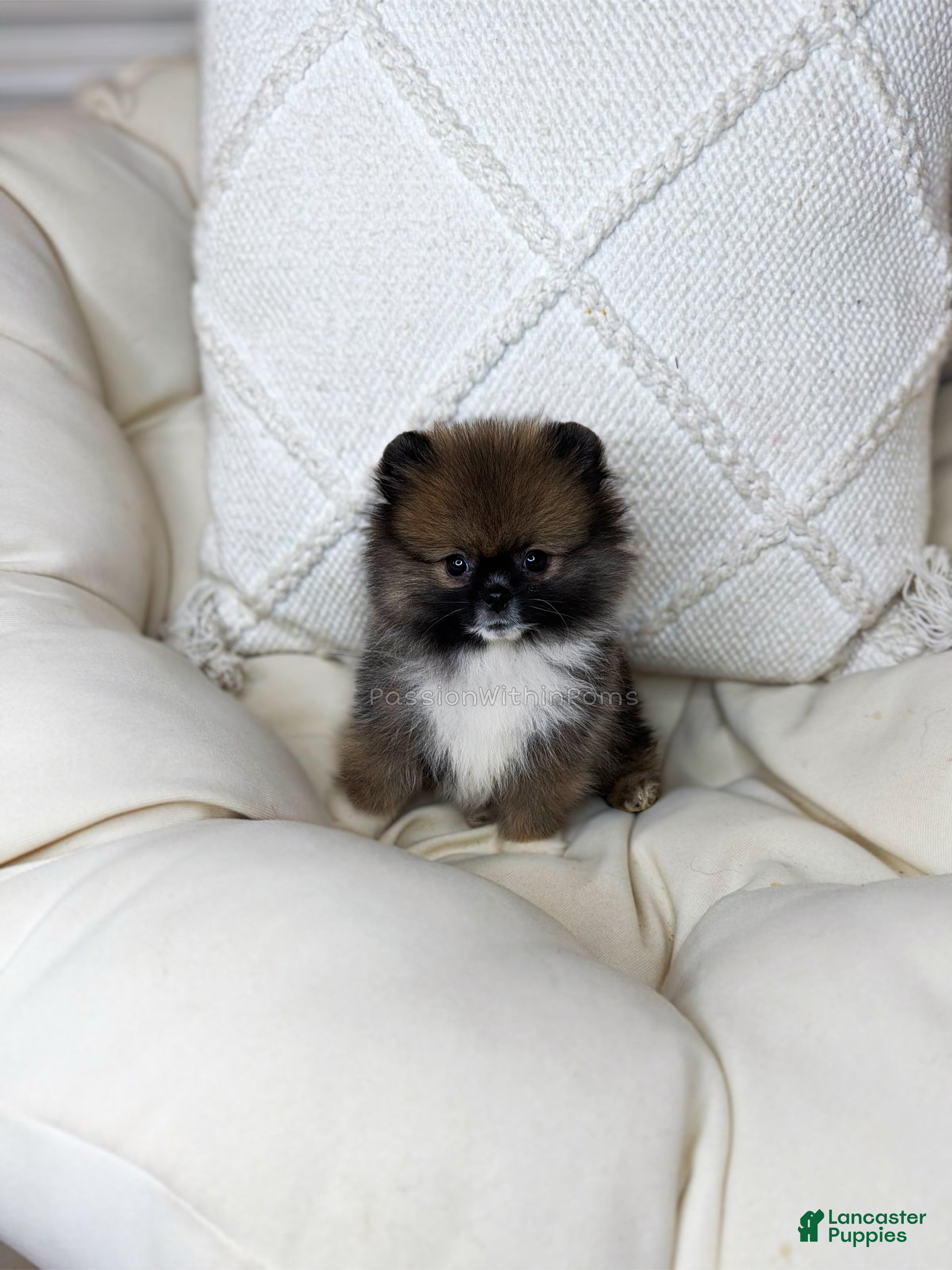 Pomeranian dogs Little Spidey - Ad 6