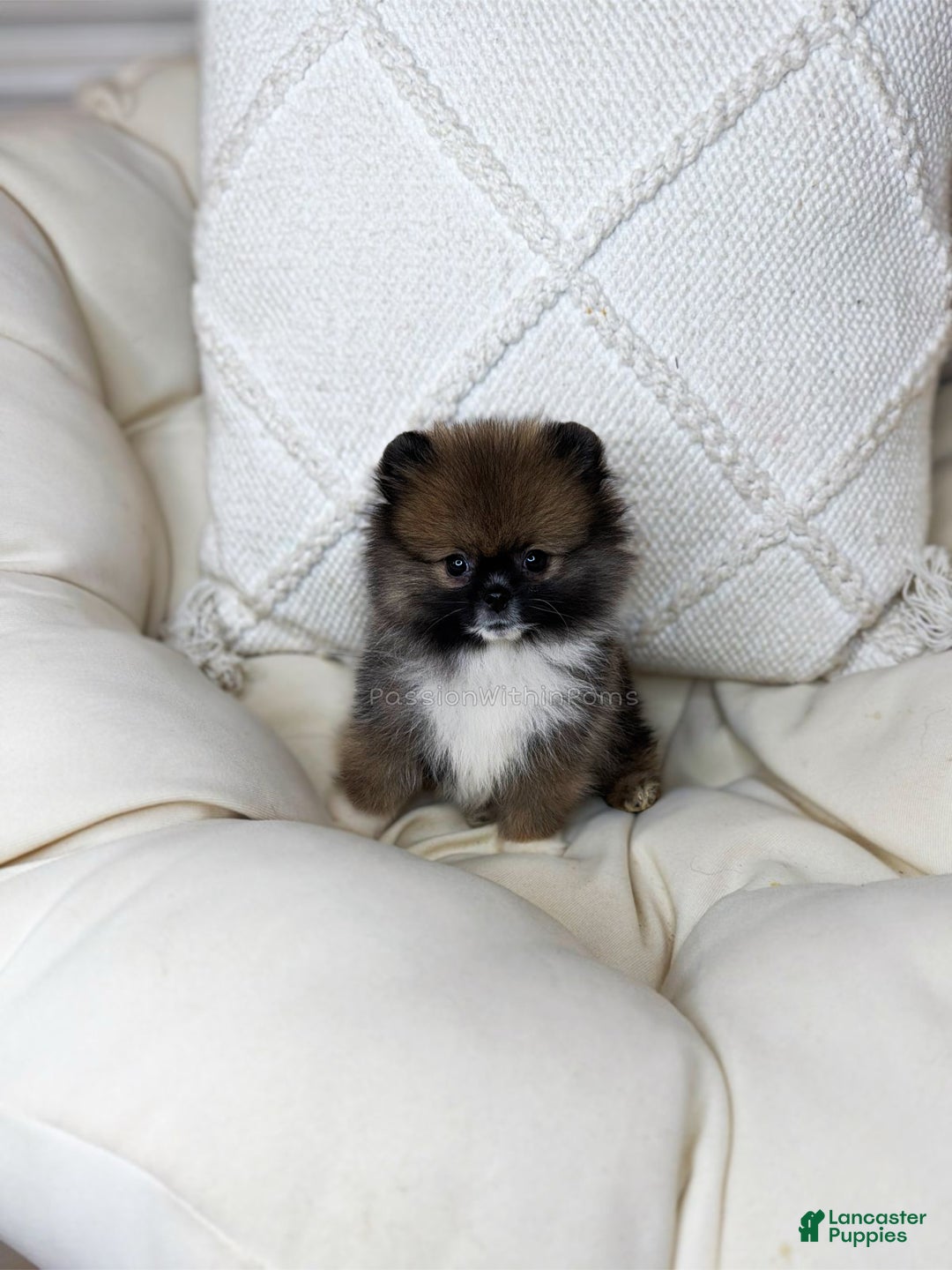 Pomeranian dogs for sale: Little Spidey - Ad 1