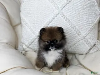 Pomeranian dogs Little Spidey - Ad 6