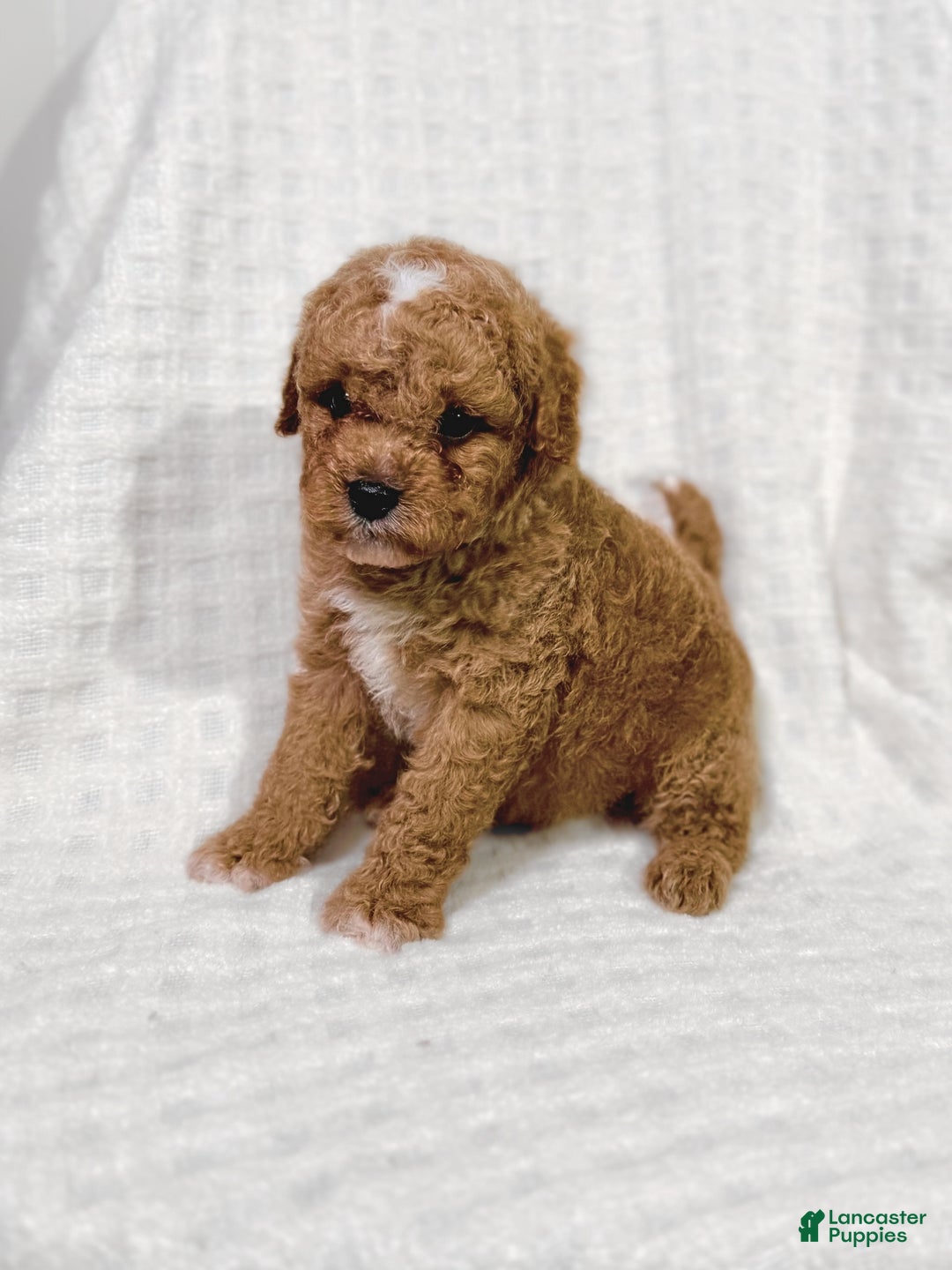 Cavapoo dogs for sale: Peanut - Ad 2