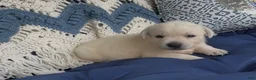 Labrador Retriever dogs for sale: Labrador Retriever 4 - Ad 1