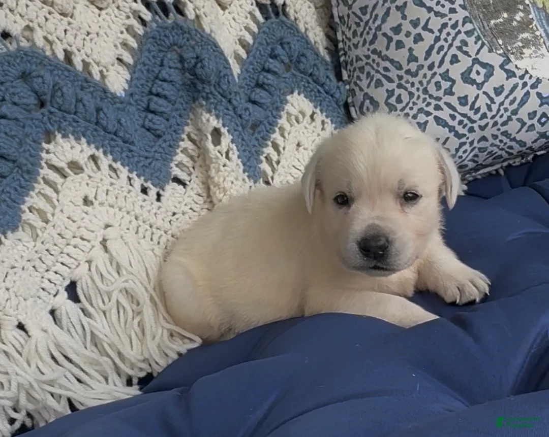 Labrador Retriever dogs for sale: Labrador Retriever 4 - Ad 1