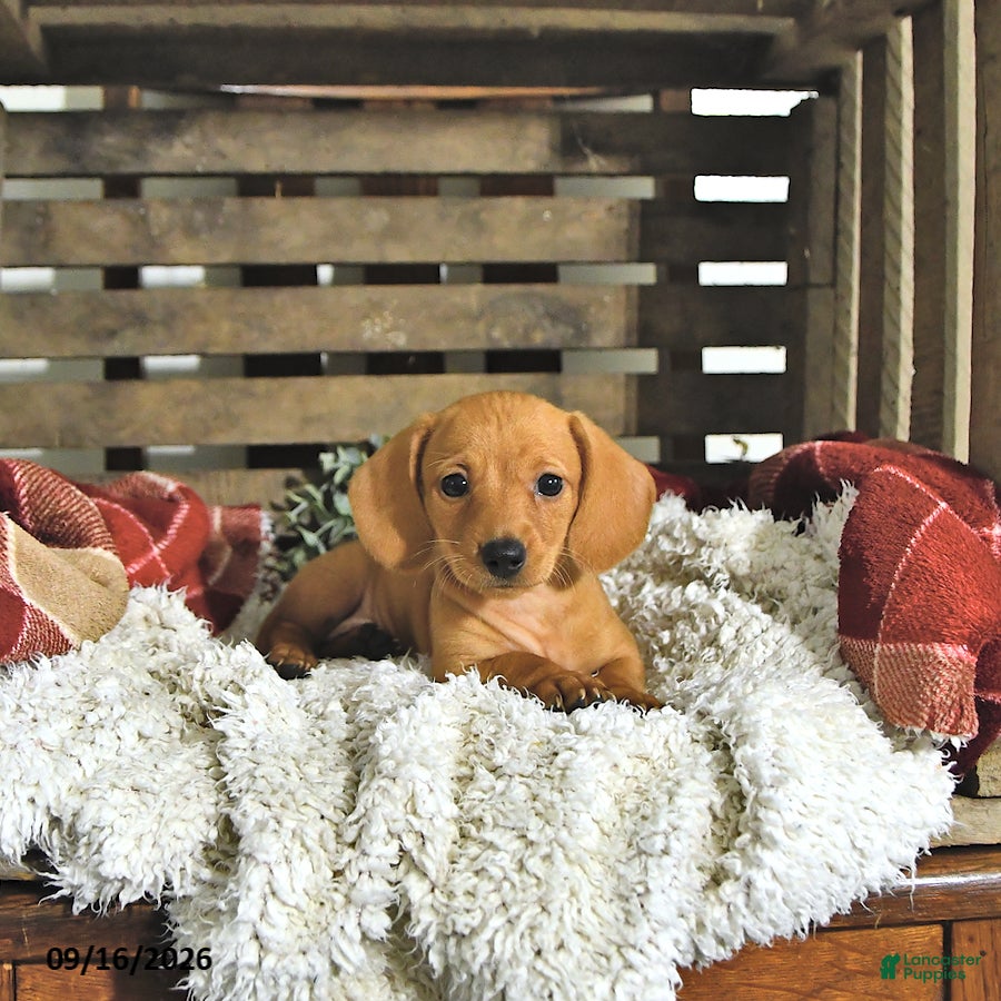Miniature Dachshund dogs Annie - Ad 1