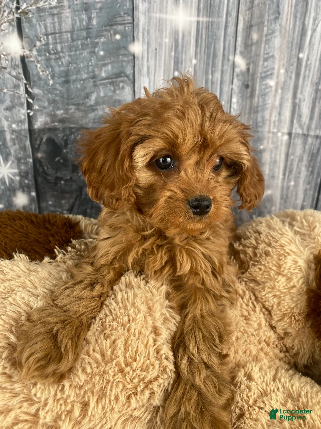 Cavapoo dogs for sale: Pearl - Ad 4