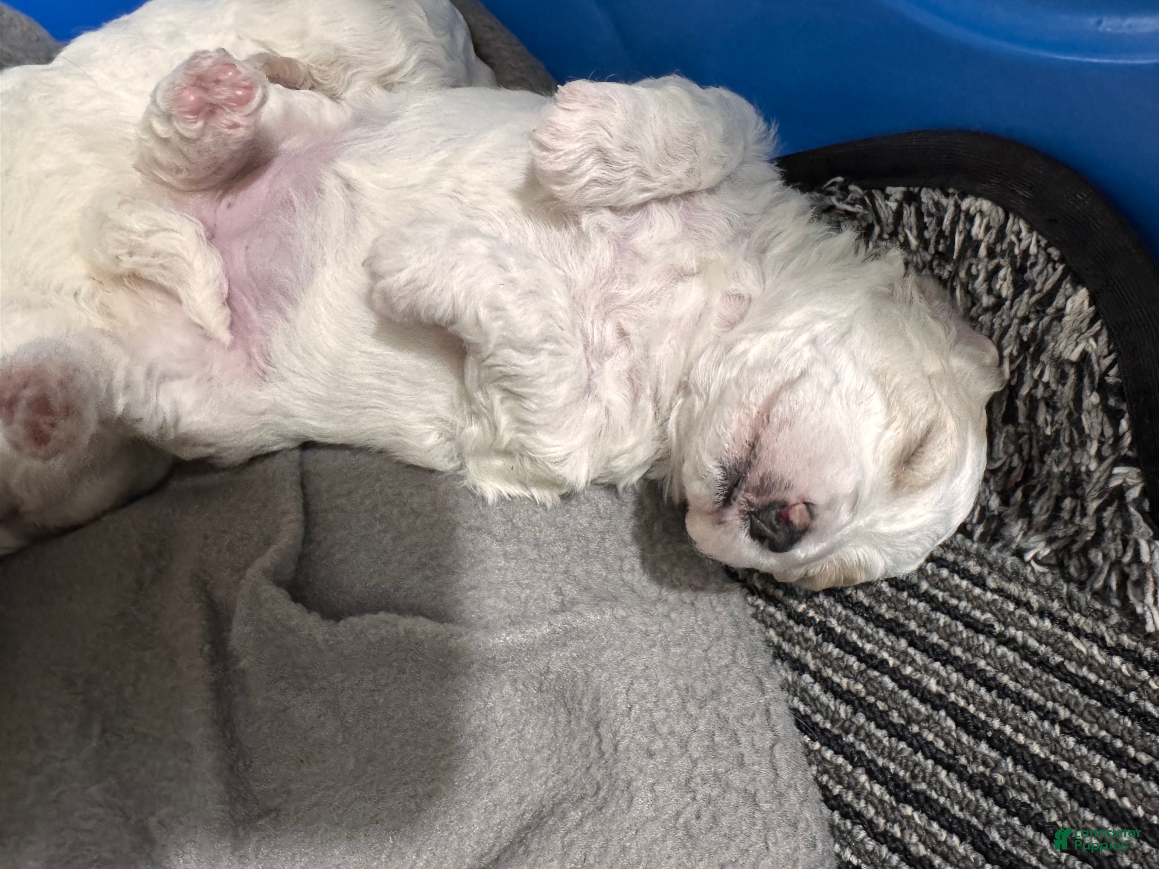 Mixed Breed dogs Dolly  - Ad 2