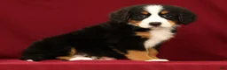 Bernese Mountain Dog dogs for sale: Joy - Ad 3