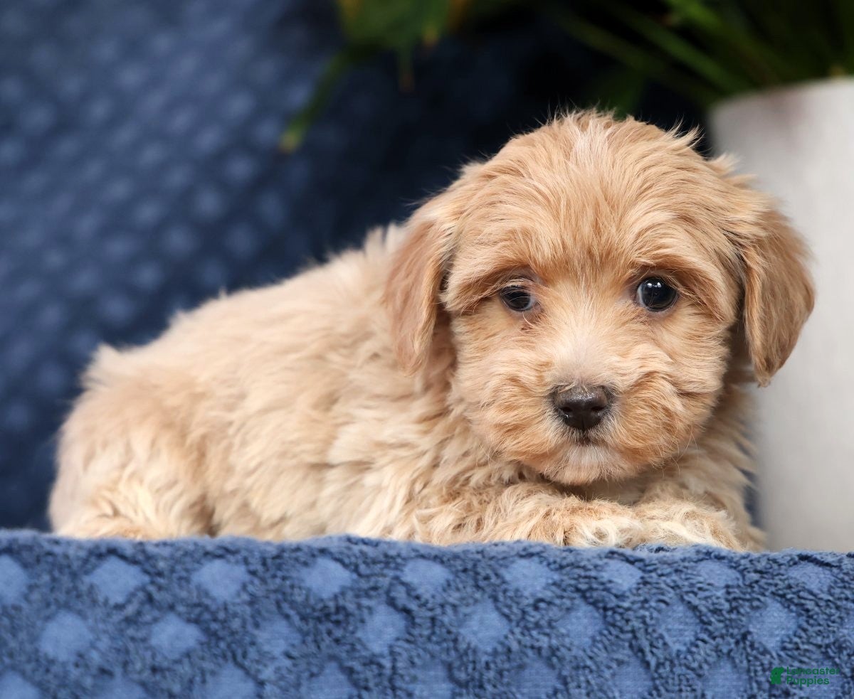 Havapoo dogs Rose - Ad 2