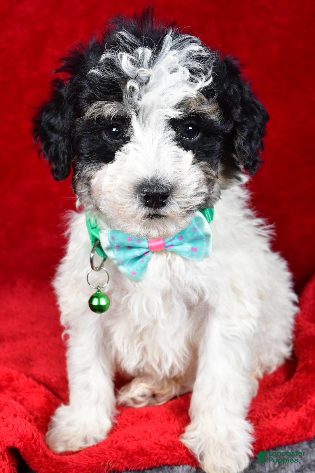 Miniature Poodle dogs for sale: Elias - Ad 4