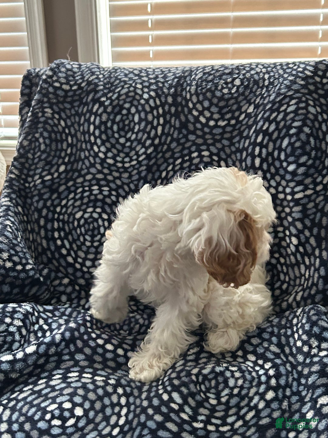Cavapoo dogs for sale: Cavapoo Puppy 1 - Ad 8