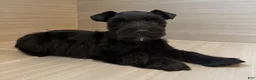 Miniature Schnauzer dogs for sale: Orion - Ad 3