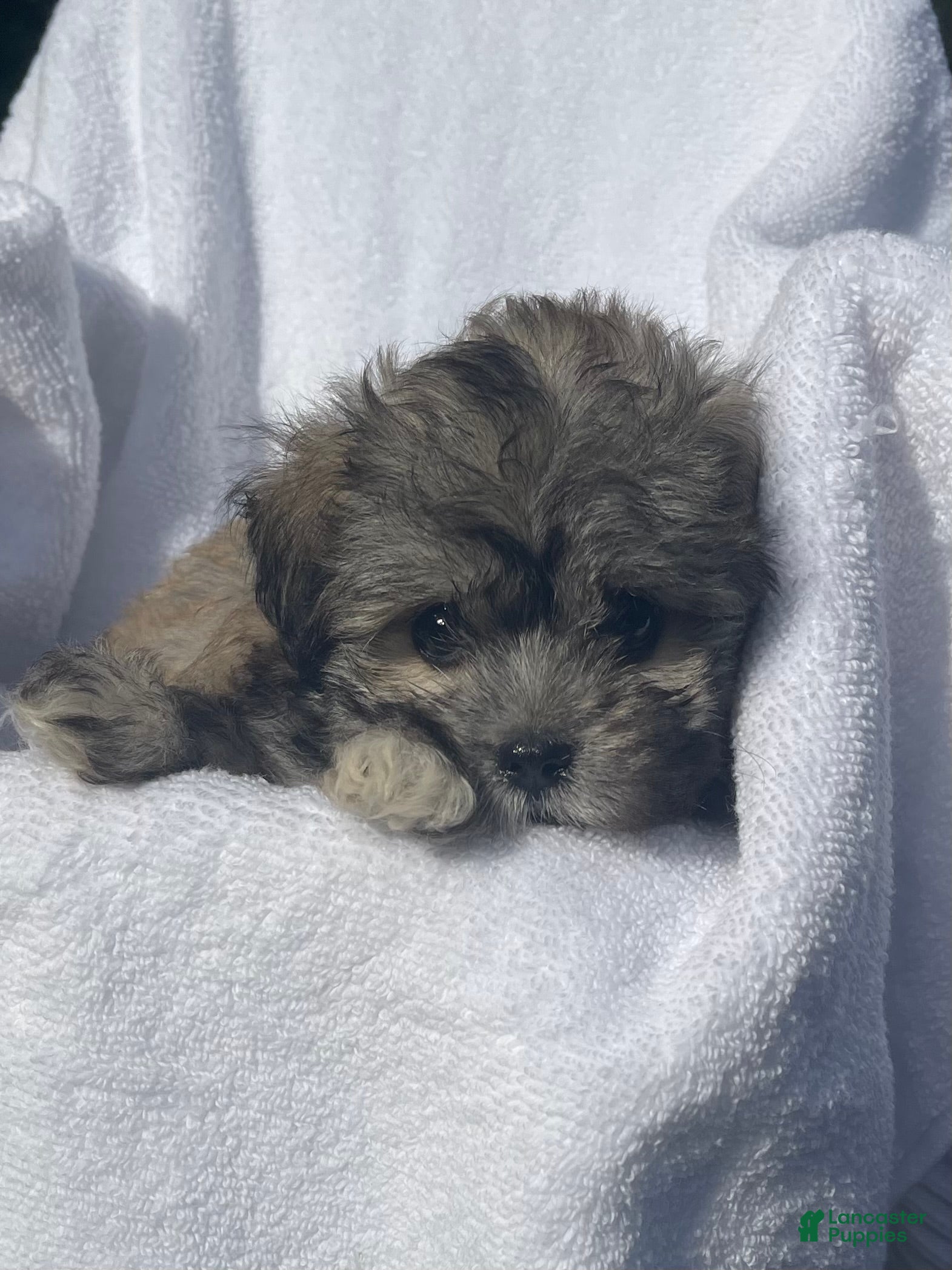 Malshi dogs Ginger - Ad 1