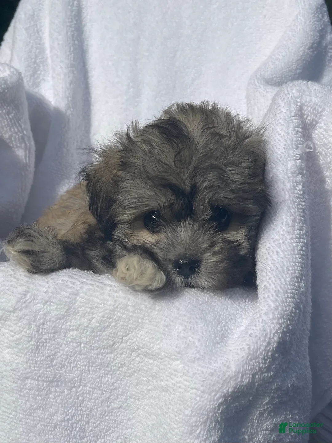 Malshi dogs for sale: Ginger - Ad 1