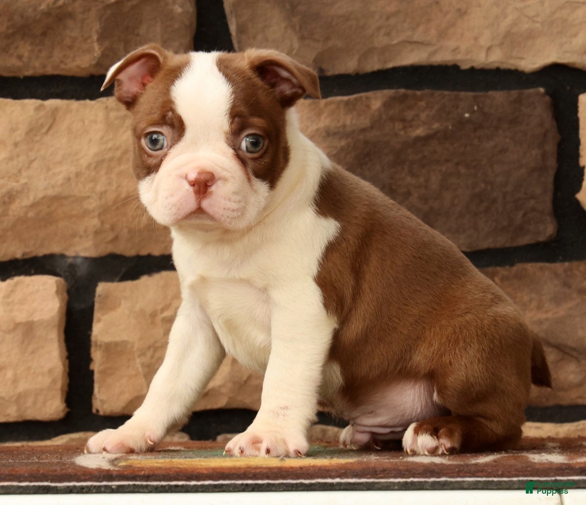 Boston Terrier dogs Wilbur - Ad 2