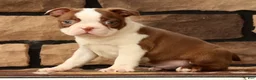 Boston Terrier dogs for sale: Wilbur - Ad 2