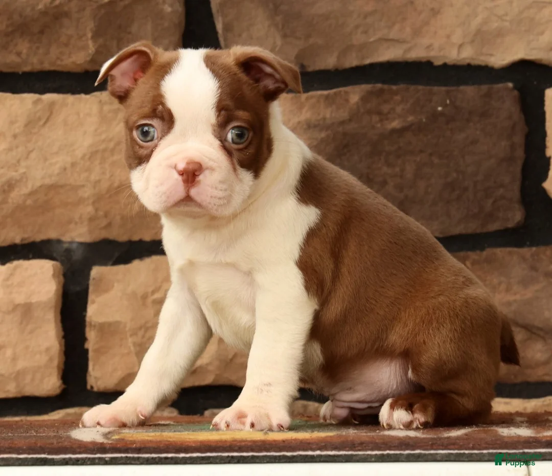 Boston Terrier dogs for sale: Wilbur - Ad 2