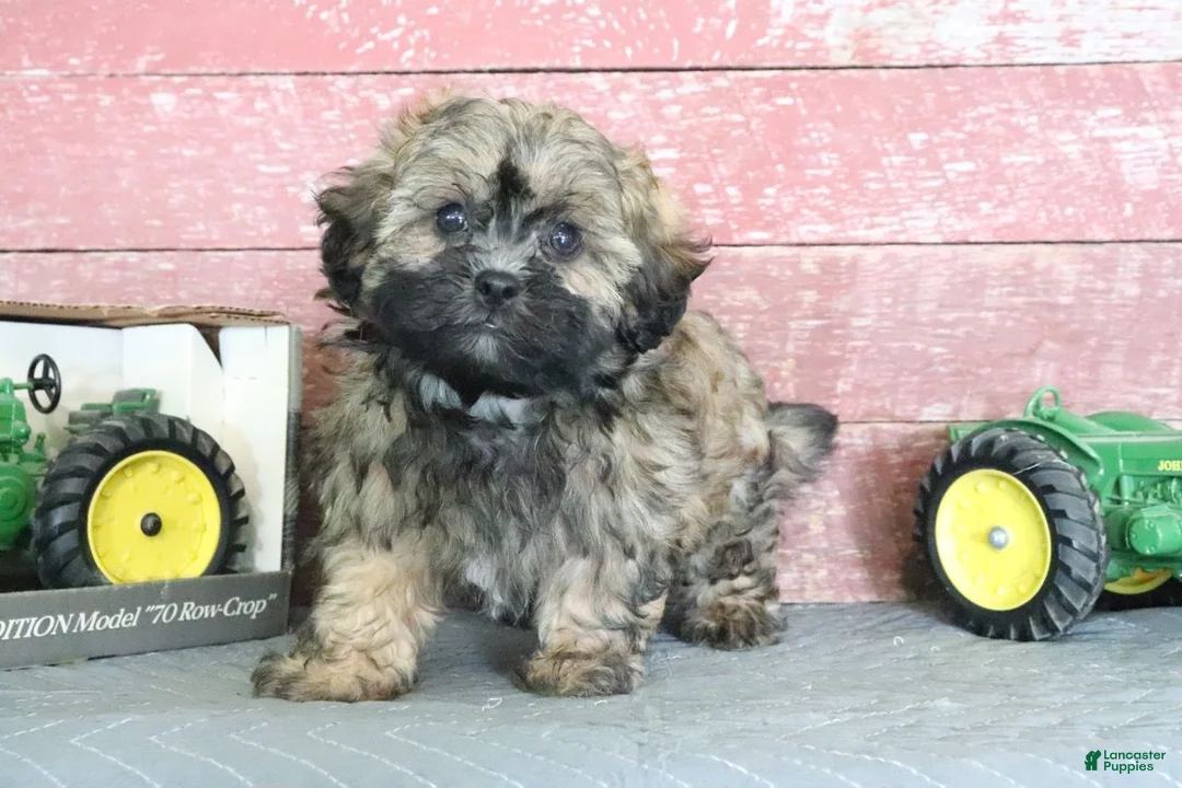 Shihpoo dogs for sale: Norm - Ad 2
