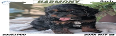 Harmony 