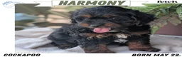 Cockapoo dogs for sale: Harmony  - Ad 1