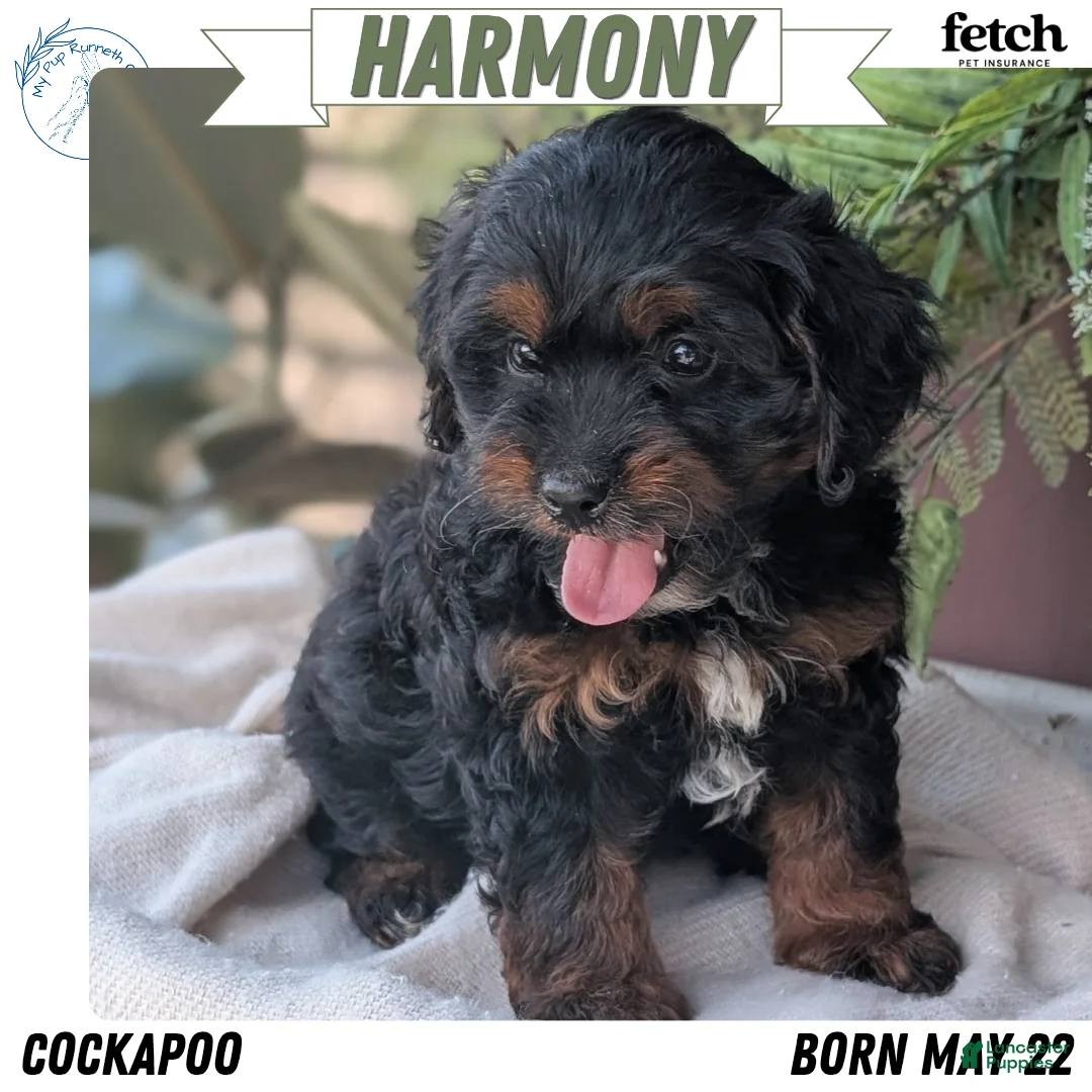 Cockapoo dogs for sale: Harmony  - Ad 1