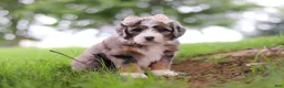 Mini Bernedoodle dogs for sale: Pelle - Ad 5