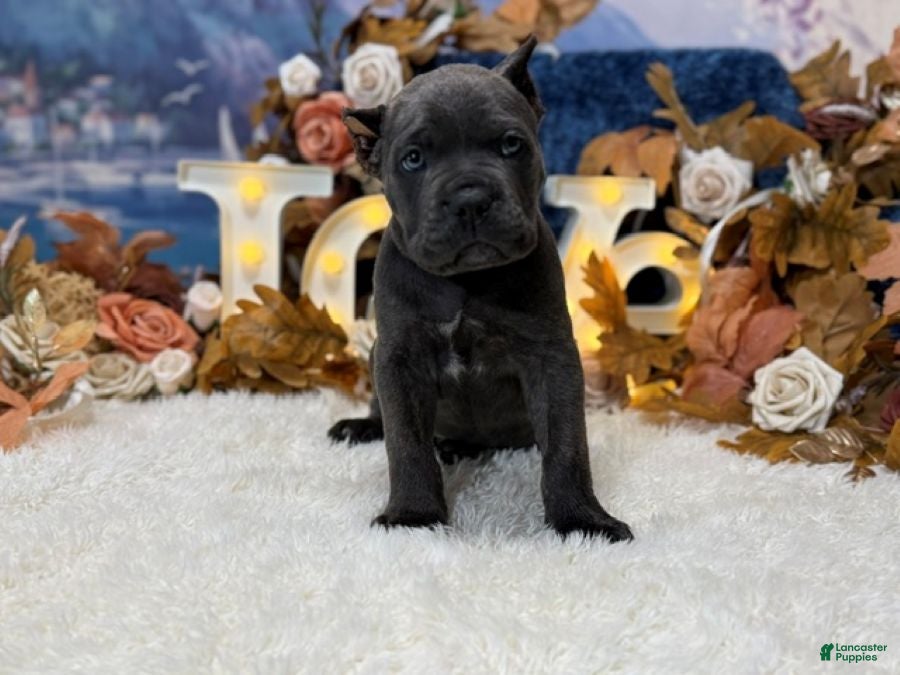 Cane Corso dogs Presley - Ad 1