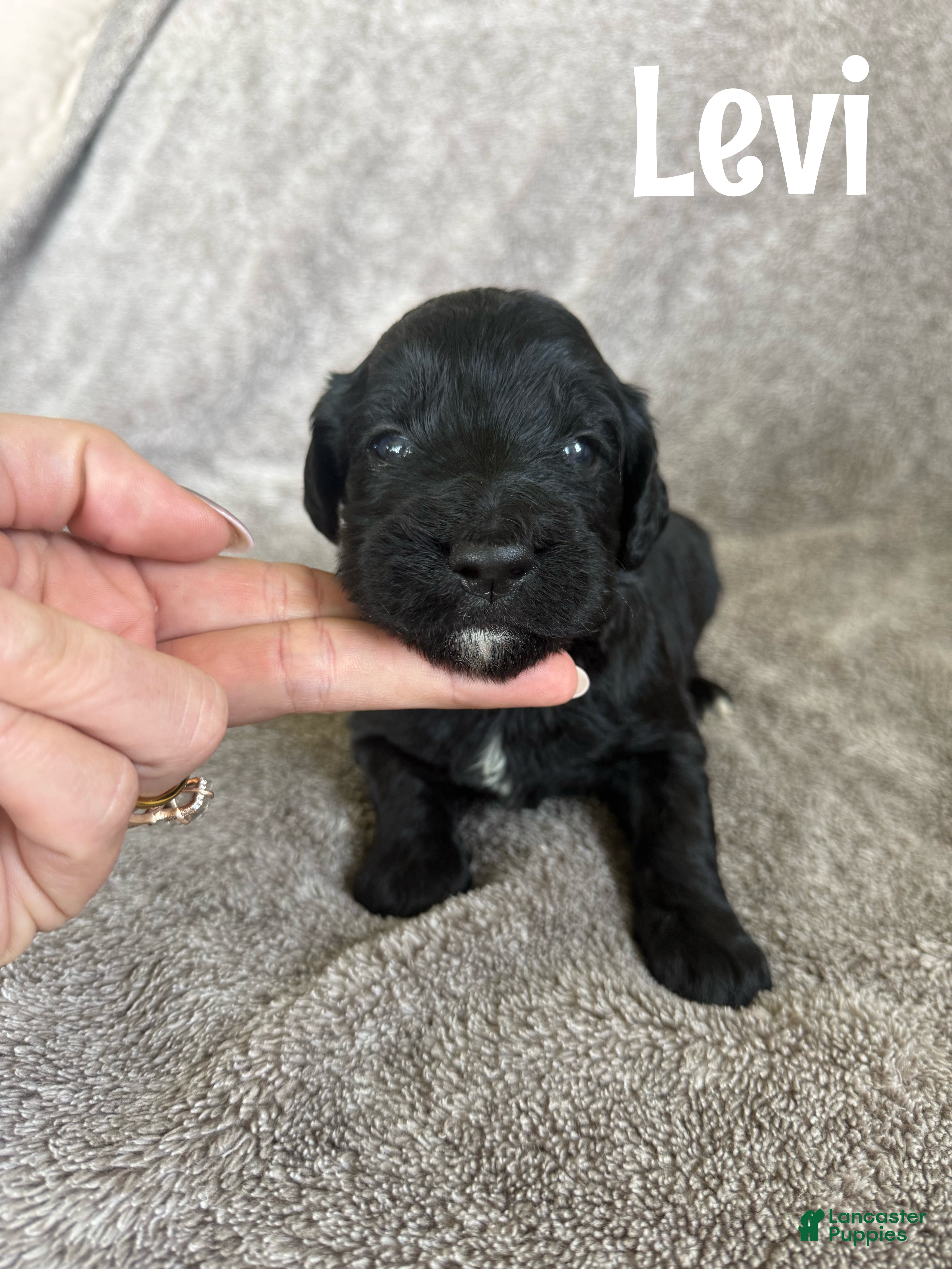 Goldendoodle dogs Levi - Ad 1