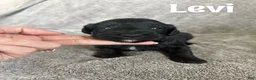 Goldendoodle dogs for sale: Levi - Ad 1