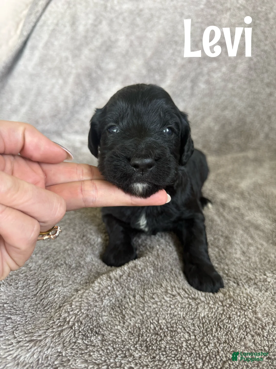 Goldendoodle dogs for sale: Levi - Ad 1